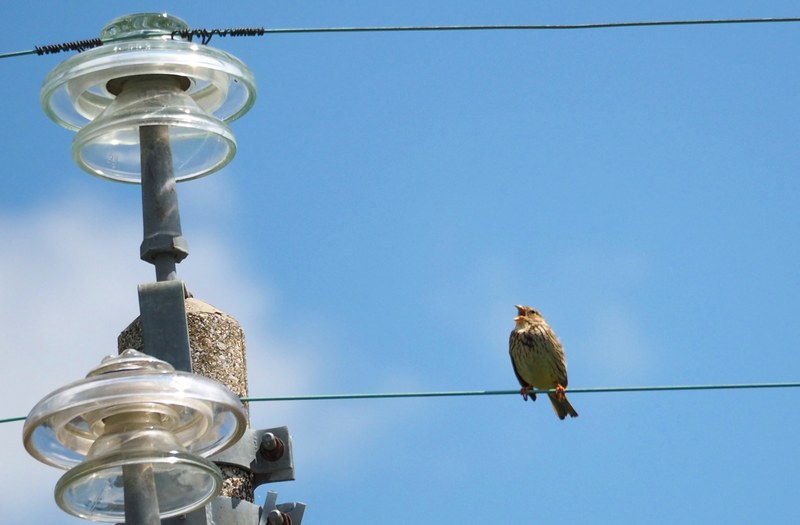 Strillozzo (Emberiza calandra)